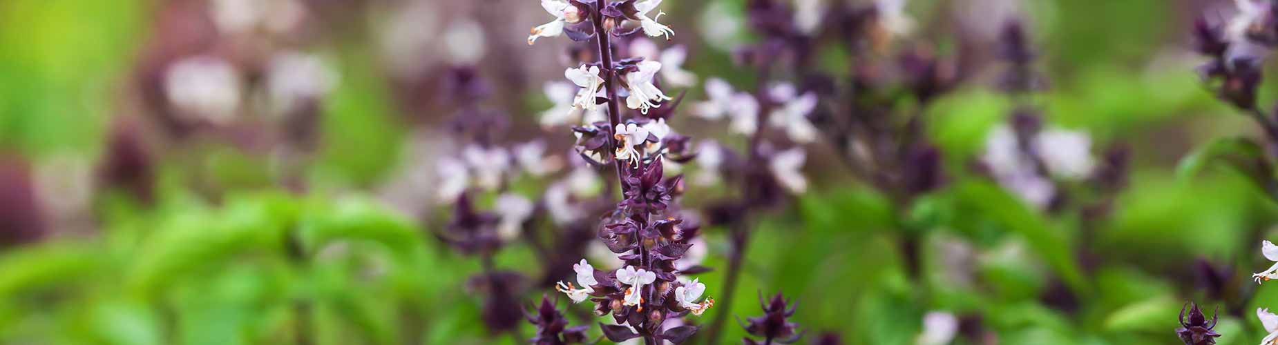 photo of holy basil in a field with purple flowers on it